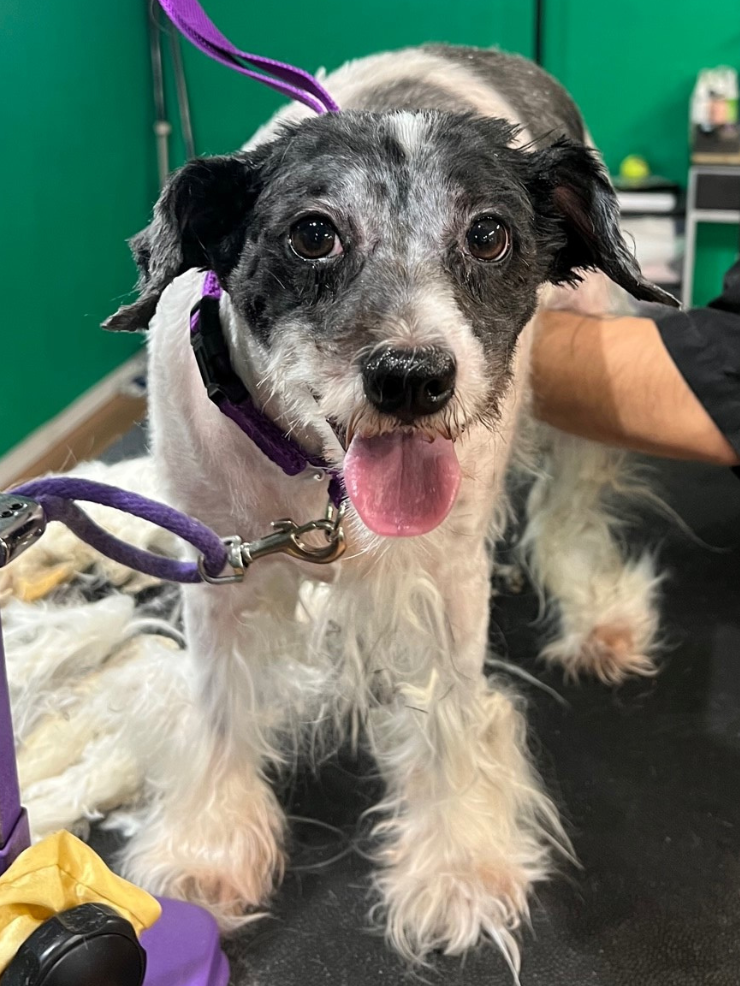 Angel, a black and white dog, is shown on a grooming table after his grooming session. 