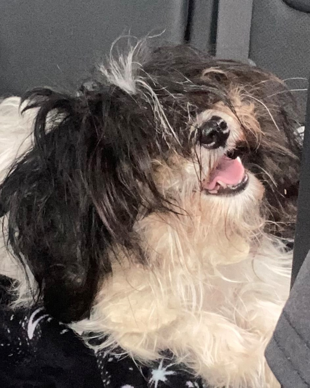 Angel is a black and white dog with really long, shaggy fur covering his face.