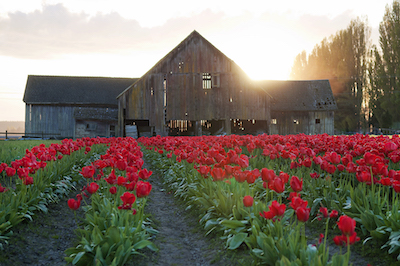 Campo de tulipanes