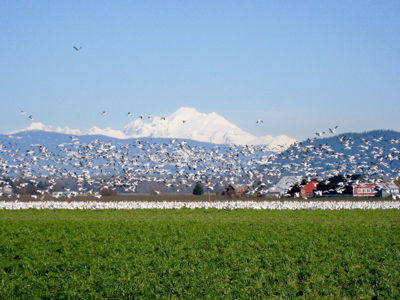 Gansos en el campo