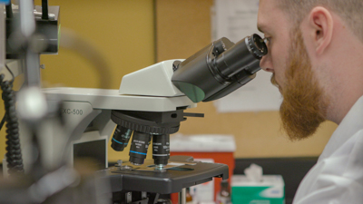 Looking into microscope