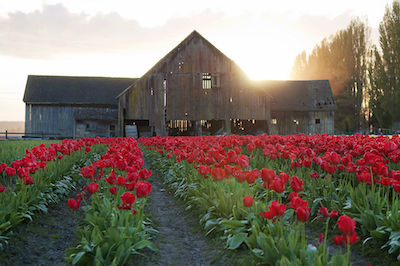 Tulipanes en Skagit Valley